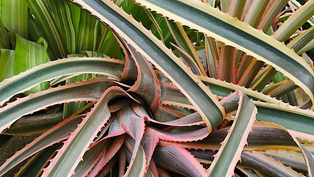 istock Abstract Pattern of Spiky Tropical Plant Leaves 2232715778