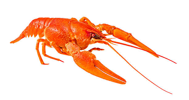 istock red boiled crayfish, isolated on white background with clipping path 2232715813