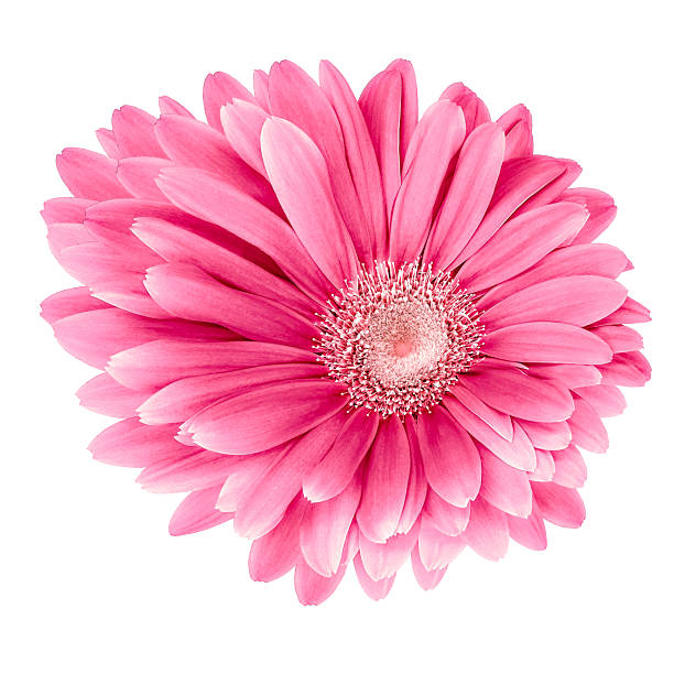 istock Red gerbera  flower  on white isolated background with clipping path. Closeup. For design. Nature. 2232716713