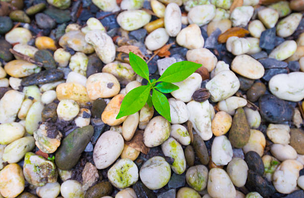 green sprout growing on pebbles background, nature concept.