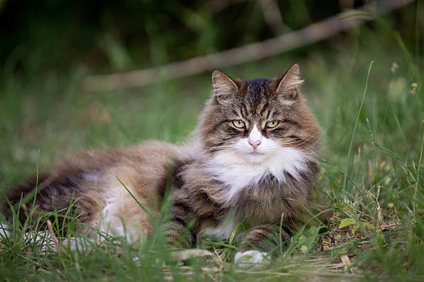 istock beautiful fluffy cat on the grass looking the camera 2232717623