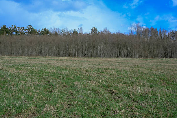 istock Grassy Field and Leafless Forest Under a Bright Blue Sky in Belarus 2232719508