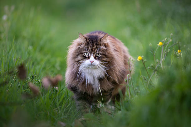 istock beautiful fluffy cat walking among the grass 2232719560