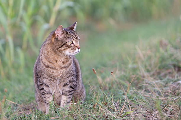 domestic tabby cat sitting outdoor