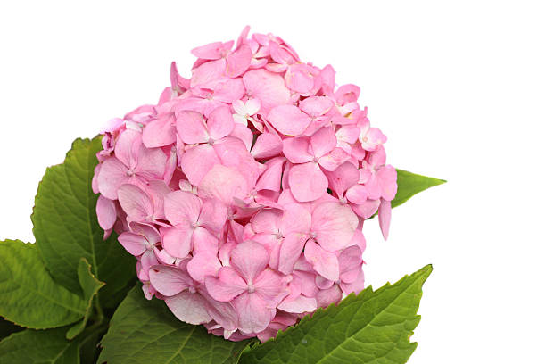 istock Flower Hortensia isolated on white background. 2232720270