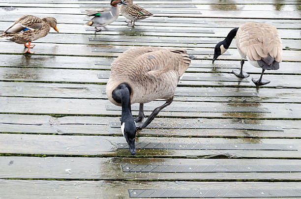 istock Canada ducks on a wooden dock 2232720934