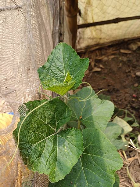istock Little Pumpkin Plant is growing. 2232722746