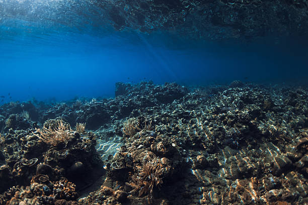 istock Tranquil underwater scene with corals. Tropical sea with transparent blue water 2232722882
