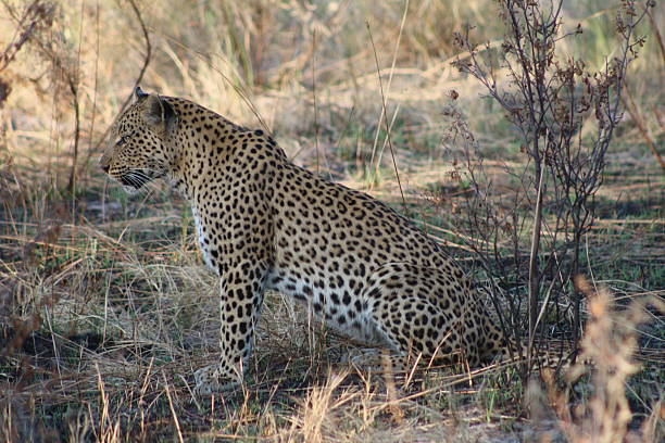 Female Leopard with Cubs - Safari Botswana