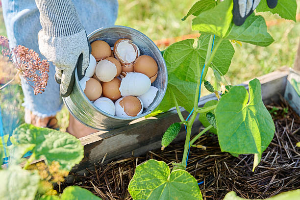 istock Fertilizing cucumber plants with eggshells, outdoor kitchen vegetable garden 2232723682