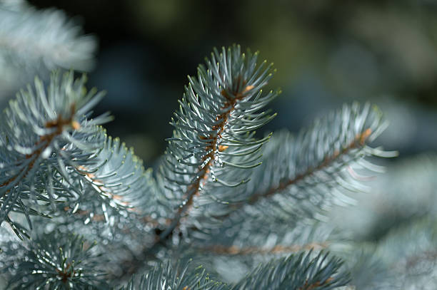 istock needles of Picea pungens, blue spruce 2232724630
