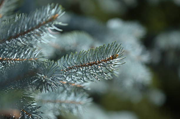 istock needles of Picea pungens, blue spruce 2232724710