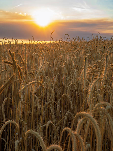 istock Wheat ears for harvest at dusk 2232724979