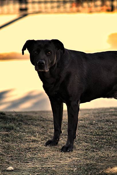 istock portrait of dogs 2232728027