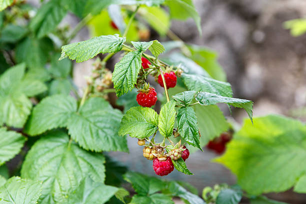 istock Raspberry plant with ripe red berries and green leaves 2232737192