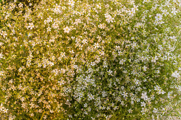 Delicate white baby's breath flowers captured in soft focus, creating a dreamy background with gentle elegance, purity, and natural floral beauty.