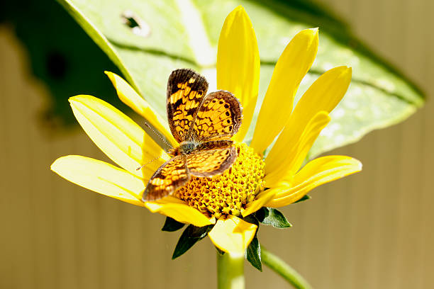 Zinnia is a genus of about 20 species of annual plants of daisy family. Zinnia has a bright, solitary, daisy-like flower-head on a single, erect stem and bloom in a wide variety of colors with large, mixed flowers.The butterfly in the photo is called Indian fritillary butterfly.