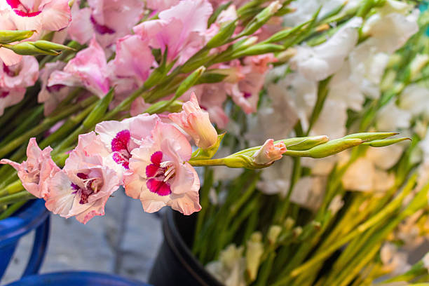 istock Fresh pink gladiolus blooms with white floral background. 2232739260