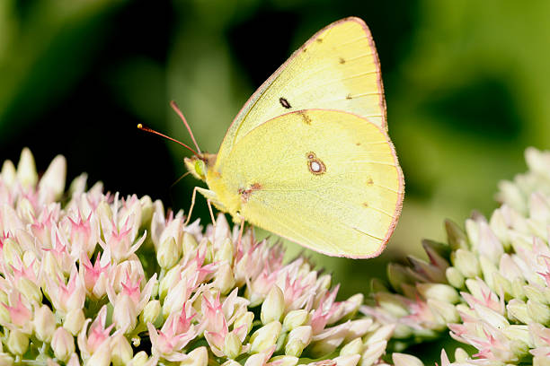 A small heath butterfly resting on a daisy.