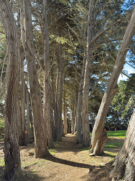 istock Two rows of pine trees with walking path down the middle 2232741312