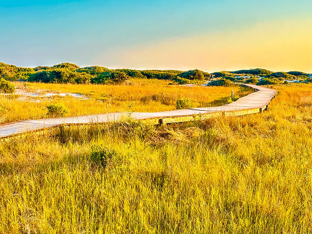 istock Winding boardwalk through golden marsh grass and Sand Dunes at sunset 2232744644