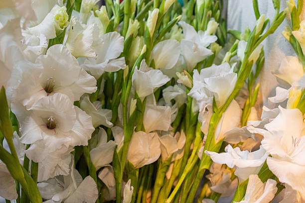 Gladiolus is summertime flower with a wide range of colors, ranging from orange and red to pastel blue, pink, yellow and white. Tall, tightly packed spikes of 6 to 8 blossoms open in sequence from the bottom with sword shaped foliage on stems, hence also the name of sword lily.