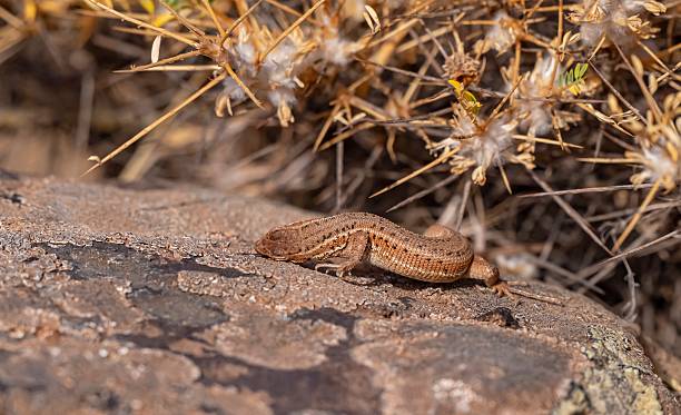 istock The snake-eyed lizard (Ophisops elegans) 2232746727