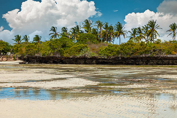 Palm trees swaying in the wind on a beautiful tropical island during low tide