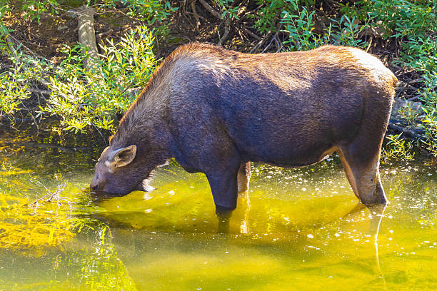 istock Giant Moose in a lake at Many Glacier trailhead 2232748605