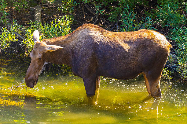 A closeup shot of a big moose standing in the water and eating different plants