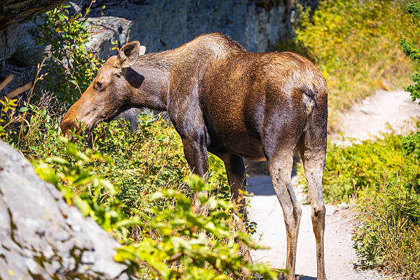 A giant wild moose is hiding in the dense bushes of Glacier National Park
