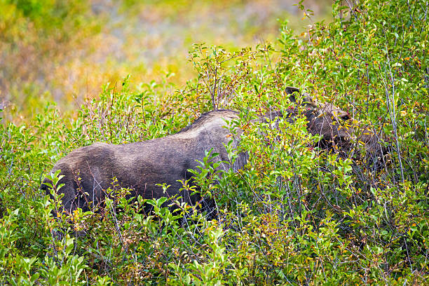 A giant wild moose is hiding in the dense bushes of Glacier National Park