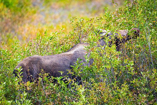 A giant wild moose is hiding in the dense bushes of Glacier National Park