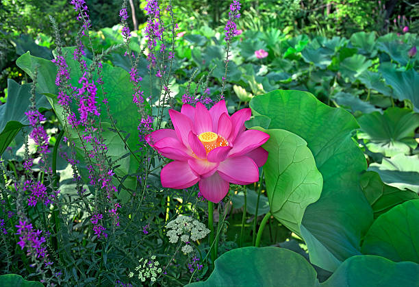 Lotus flower bud