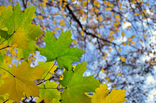 Bright autumn leaves on tree branches against blue sky.