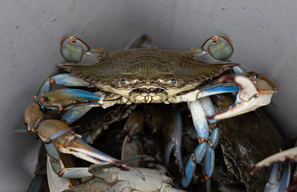istock Male Blue Crab in Bushel 2232752851