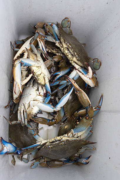 istock Cooler of Jumbo Blue Crabs 2232752855