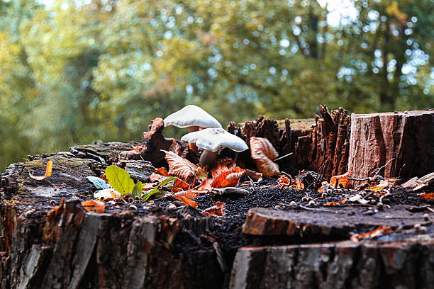 Close-up of wild mushrooms growing on a decayed tree stump with autumn leaves in the forest. Natural forest ecosystem and fungi in their habitat.