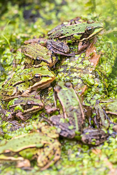 istock Frog Spa: Natural Beauty in Harmony 2232752924