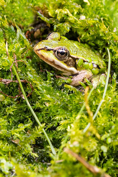 istock Frog Spa: Natural Beauty in Harmony 2232752928