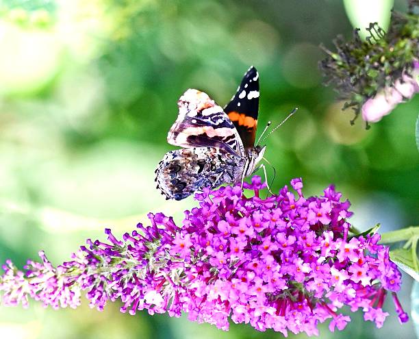 istock Red Admiral or Vanessa Butterfly 2232754286
