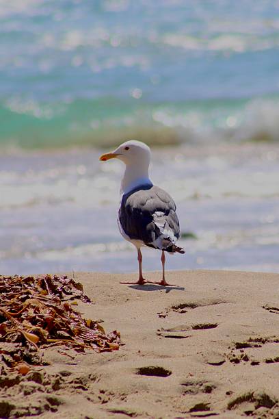 istock Peaceful living by the Shore 2232756342