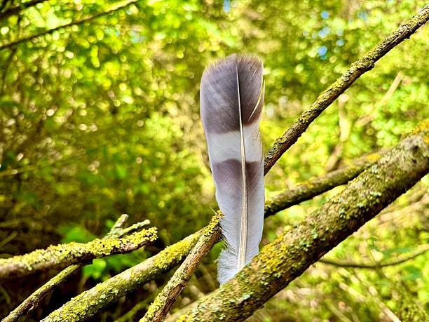 A hawk feather on a green forest stump. A black and white feather of a wild bird on a stump covered with moss. Forest backgrounds and textures.