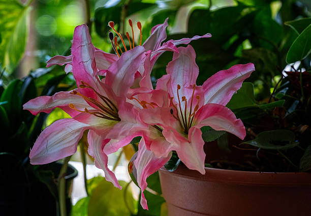 Close up of Bouquet of Lilies