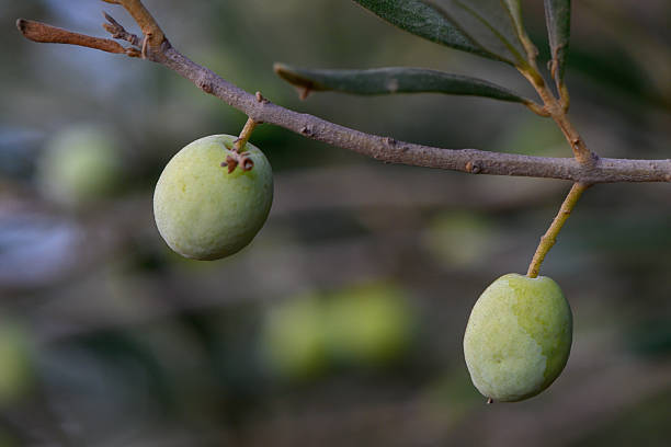 istock Unripe Olive Fruits on Tree 2232760494