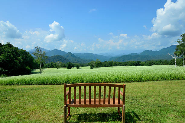 Buckwheat field on a sunny plateau