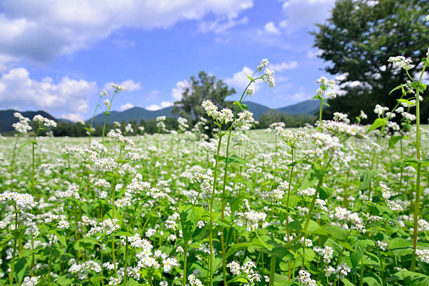 Buckwheat field on a sunny plateau