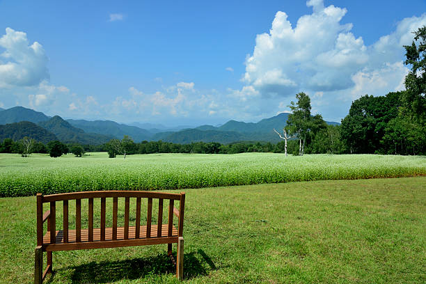 Buckwheat field on a sunny plateau