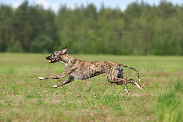 istock Running English Whippet dog 2232761507