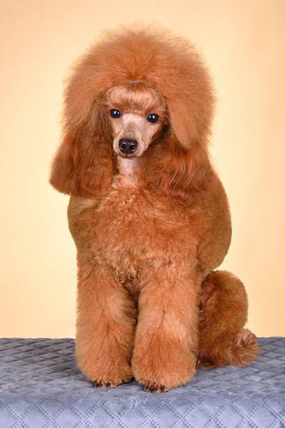 istock Show class beautiful apricot toy 2232762208